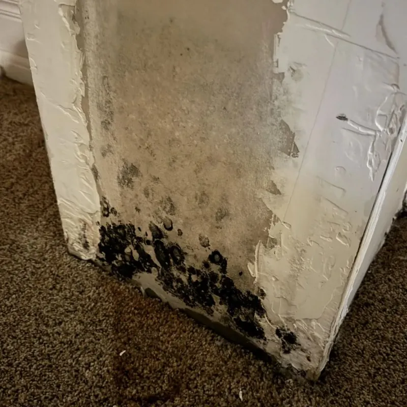Professional Mold Removal in Bartow County, GA
